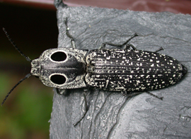 Eyed Click Beetle Eyed Click Beetle